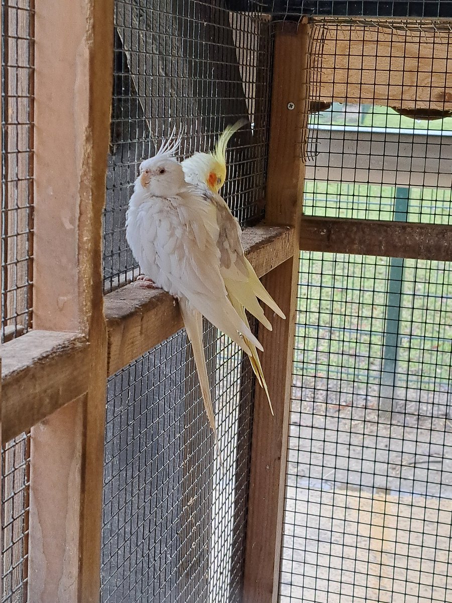 uwusbrock's tweet photo. @BasharInshasi Birds for boost https://t.co/lgULXLm1X5