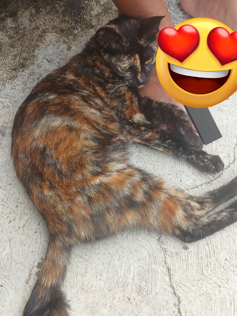 jaempinkiy's tweet image. open adopt kitten kota bogor kota FREE open adopsi kucing&amp;amp; anak kucing kota bogor #adopsi #kucing