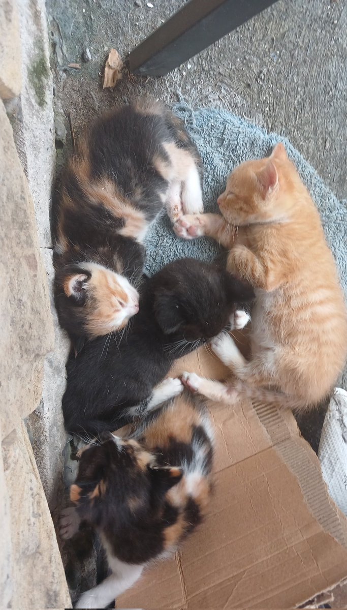 jaempinkiy's tweet image. open adopt kitten kota bogor kota FREE open adopsi kucing&amp;amp; anak kucing kota bogor #adopsi #kucing