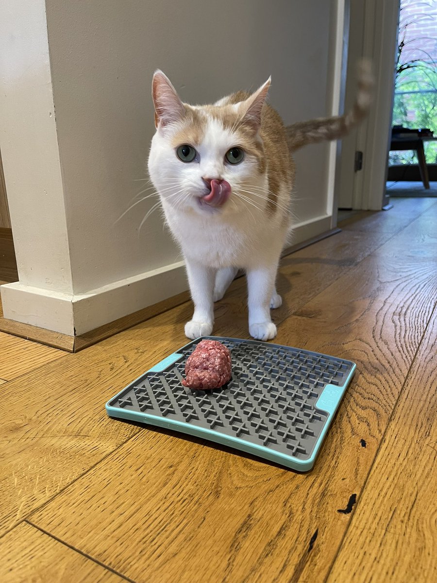 Alice Grey tweet media