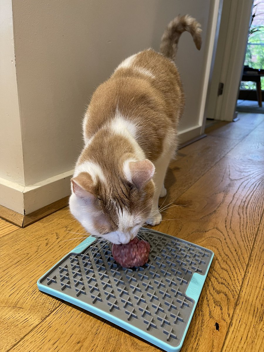 Alice Grey tweet media