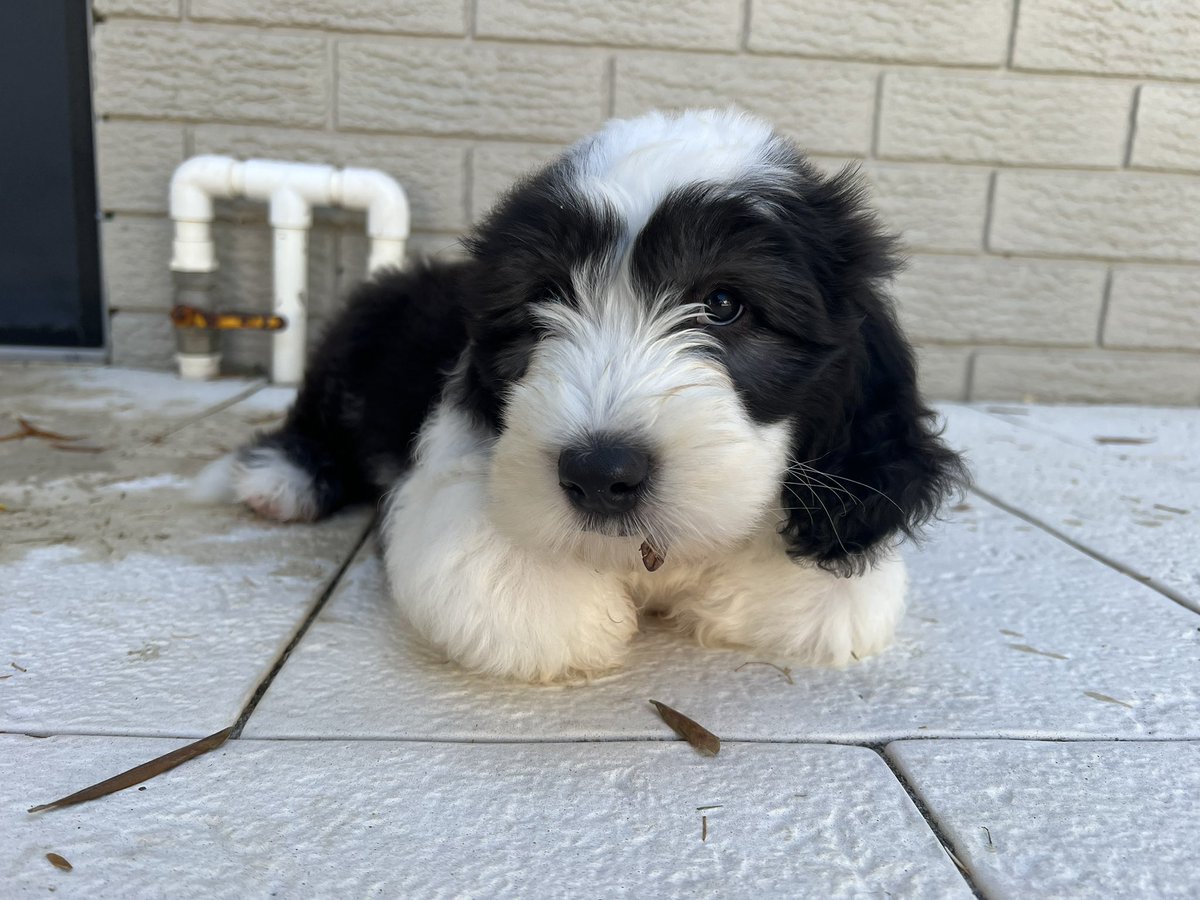 Mello 🦝💙🇦🇺 tweet media