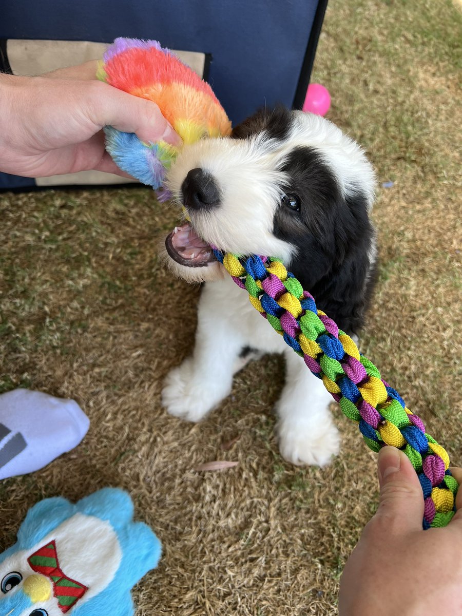 Mello 🦝💙🇦🇺 tweet media