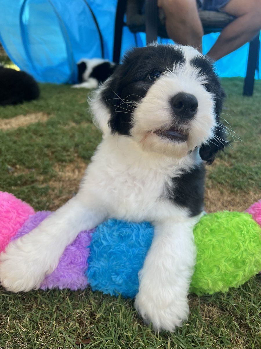 Mello 🦝💙🇦🇺 tweet media