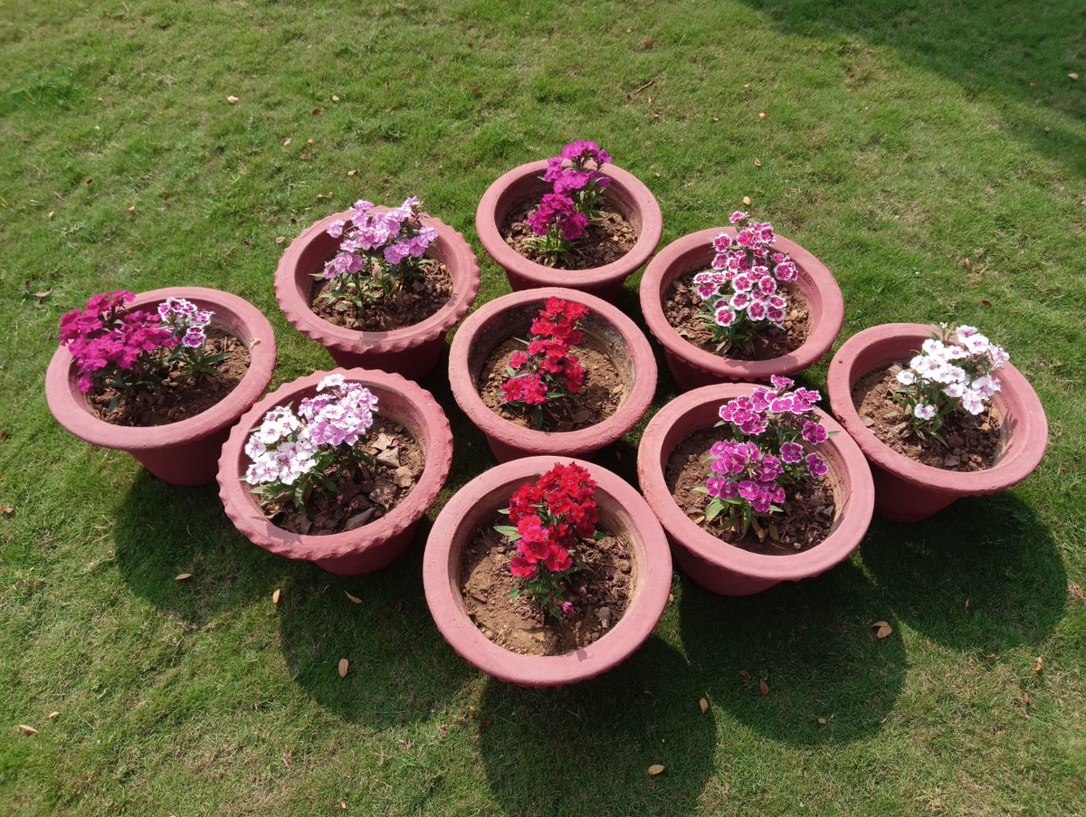 🌸✨ Where science meets seasons…
Colourful blooms brightening every corner of <a href="/RamanCentre/">RAMAN SCIENCE CENTRE AND PLANETARIUM, NAGPUR</a>, a unit of <a href="/ncsmgoi/">National Council of Science Museums-NCSM</a> <a href="/MinOfCultureGoI/">Ministry of Culture</a>  — reminding us that discovery also blossoms under open skies. 🌿🌼
 #Nagpur #NatureInBloom #CampusVibes #FloralVibes #GreenCampus