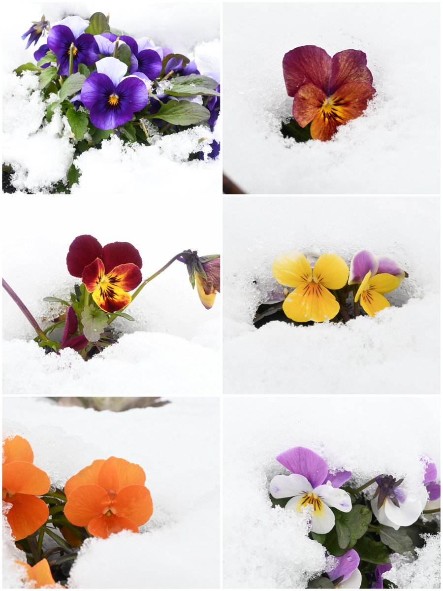 雪に埋もれるビオラ
可愛かった！
人が掘り返したらしいものもあったけど、花のところだけ雪が溶けてるのって不思議！
