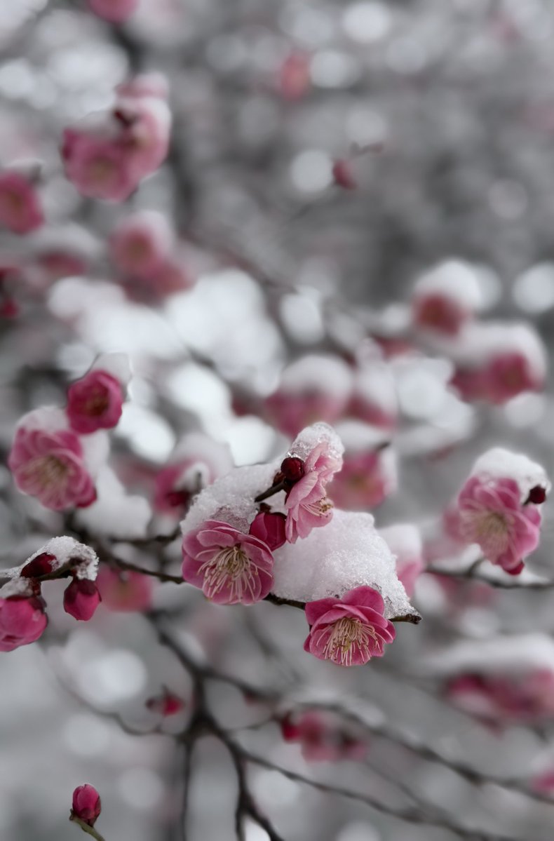 雪と紅梅