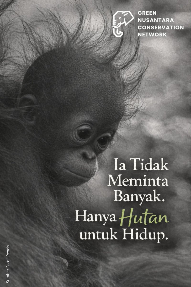 Dia Tidak Meminta Banyak, Hanya Hutan untuk Hidup

Ia lahir sebagai bagian dari hutan Nusantara.
Namun hari ini, ruang hidupnya terus menyusut.
Anak orangutan ini tumbuh di tengah krisis ekologis akibat pembukaan hutan, kebakaran, dan alih fungsi lahan yang tak terkendali.

Bagi