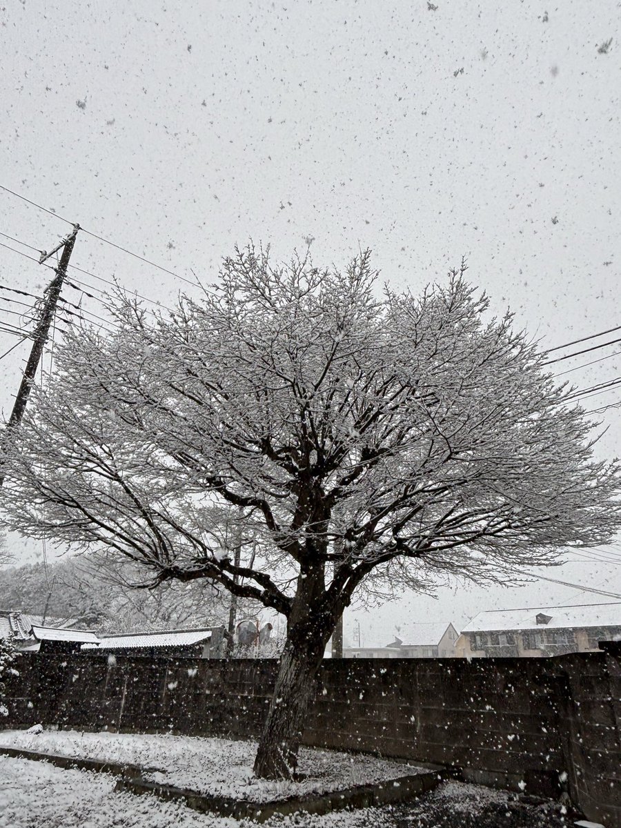 静岡の木にも雪の華が咲きました❄️ #初雪 #雪