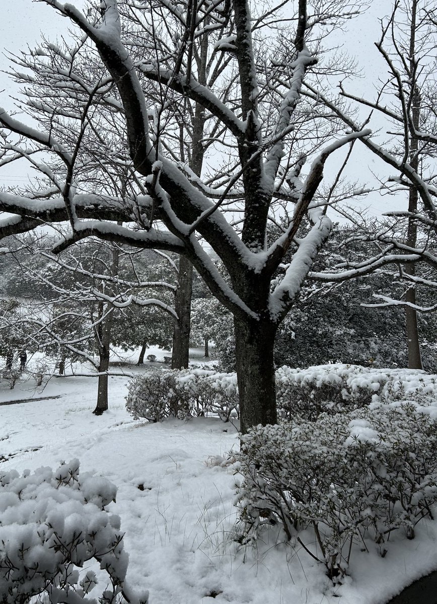 etkkn's tweet photo. こんなに積もったの何年振り！？⛄️❄️
完全防備で投票行ってきた🚶‍♀️‍➡️ https://t.co/PNDeFKZLWI