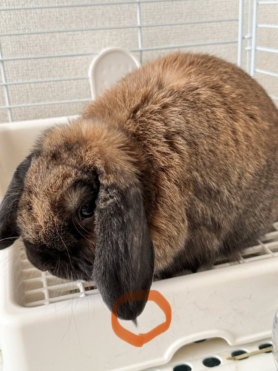 くめゆうすけ(PAM/トリコンドル) tweet media