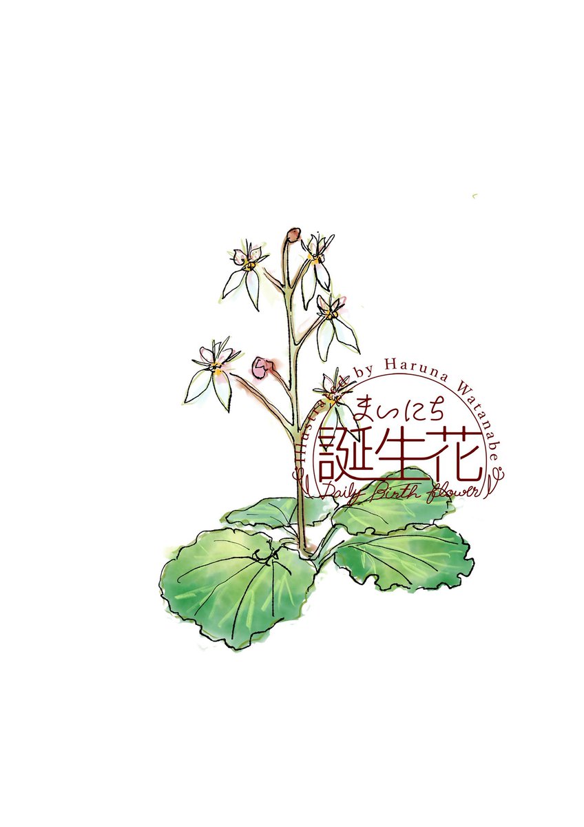 「2月8日 ユキノシタ 花言葉 深い愛情 #1日1絵 #まいにち誕生花」|渡邊 春菜のイラスト