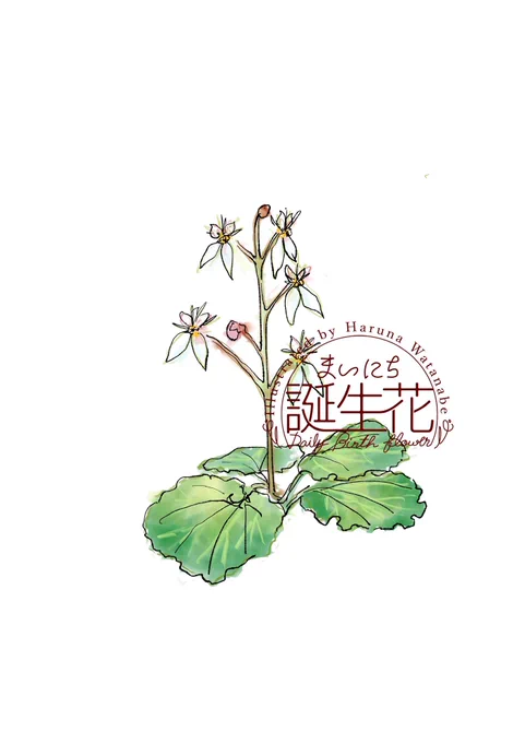 2月8日 ユキノシタ 花言葉 深い愛情 #1日1絵 #まいにち誕生花