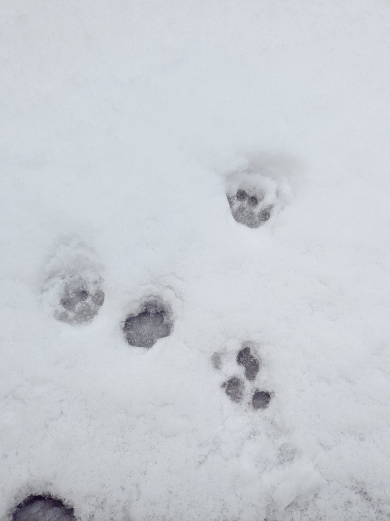 ニアくん初雪。
魚拓ならぬ猫拓。