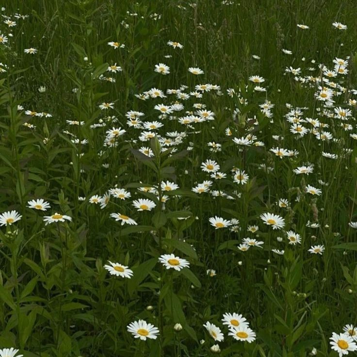 !2DFess You have stumbled upon this message, thank you for having your time here. For now, could we have some tea? I need some people to talk more about anything we desire, make the repost green.