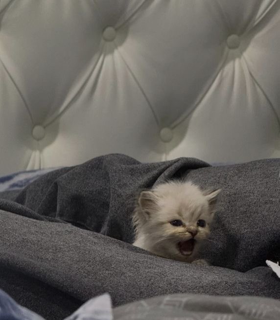 everydayalli's tweet photo. HE WOKE UP ON THE BED OF EVIL AND INSANE!!! https://t.co/CJ0csVlDkq