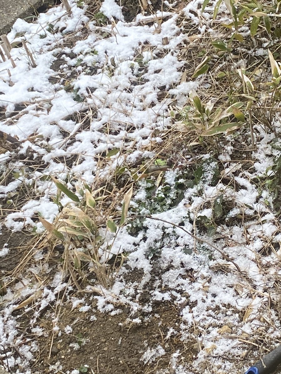 雪だ〜❄️

小勝さんは、胸を張って選挙に行く系人類である✨