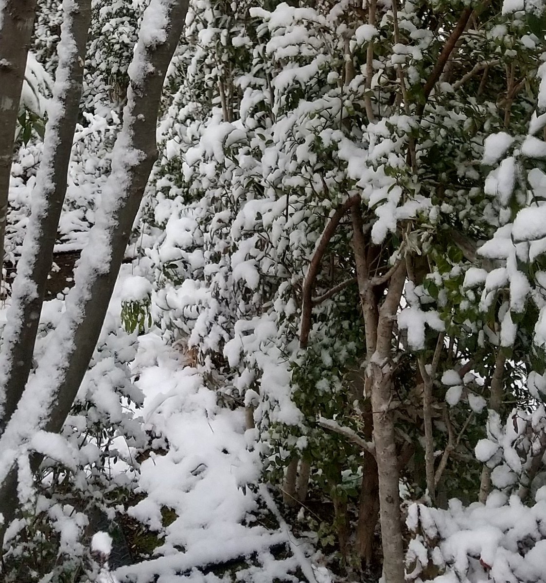 とりこ🍋🍊 (@rabbit63party) / Posts / X