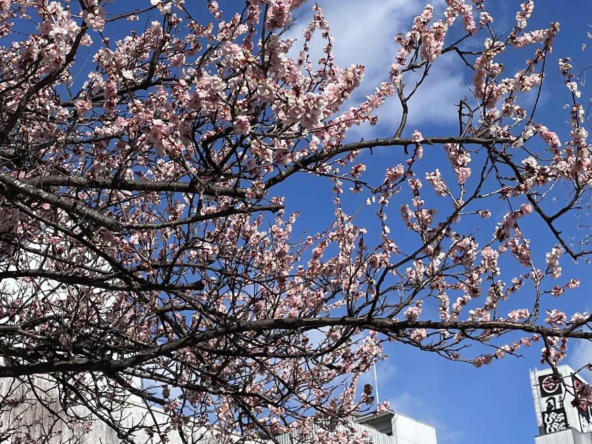 今日みたいに寒い日は
いも天が美味しいニャ(๑´ڡ`๑)

うめも咲いてたニャ✿︎

#大平商店
#ぬいぐるみの時間
#ぬい活