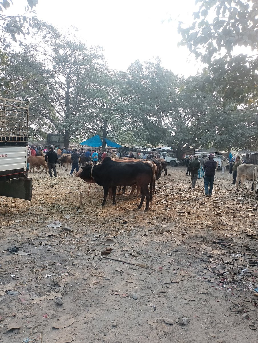 झापा तिर