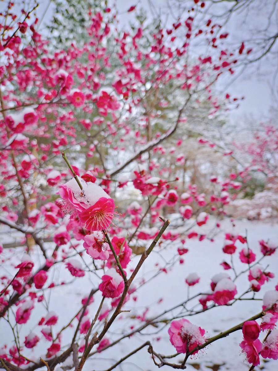38_2205's tweet photo. 春はまだか❄🌸 https://t.co/QoRCkINwFl