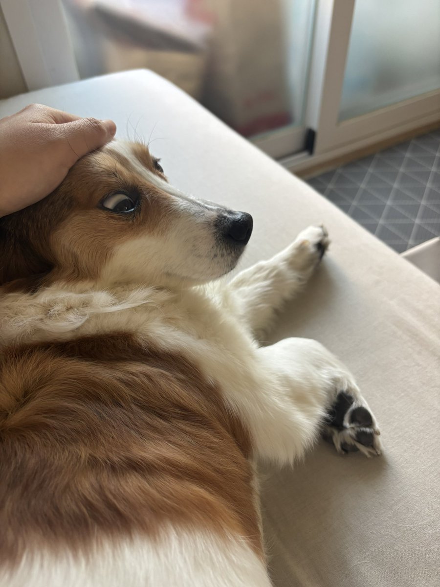 dal_dog's tweet photo. https://t.co/TV9cJchvmD