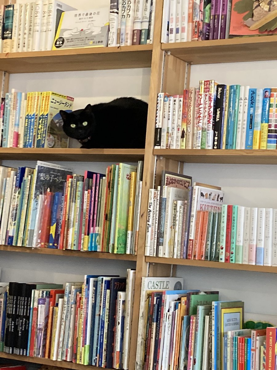 まめい tweet media