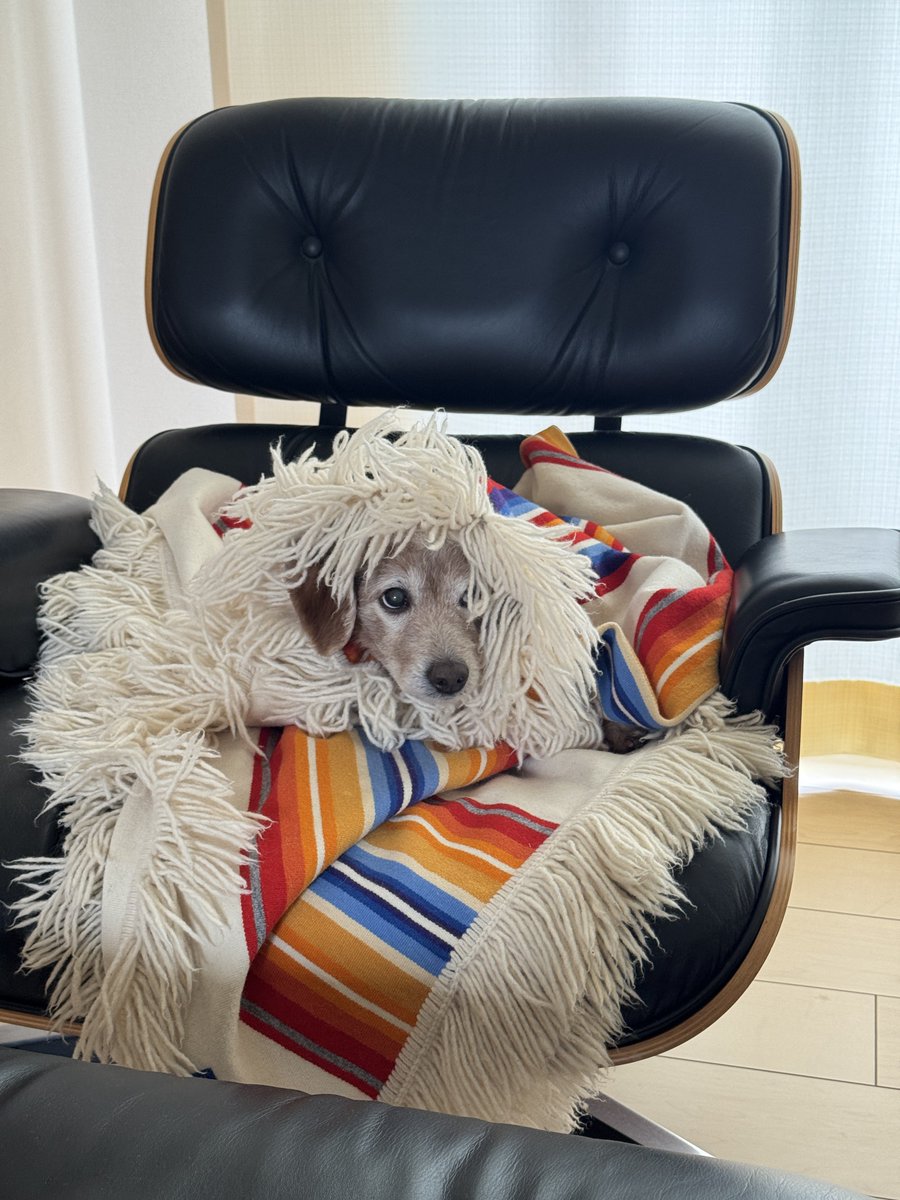 Gt3Kh's tweet photo. 東京 雪

雪が降る中、暖房が故障して家の中が極寒で寒がりのうちの犬はこの状態からまったく動かず。 https://t.co/jBDWFHJpDq