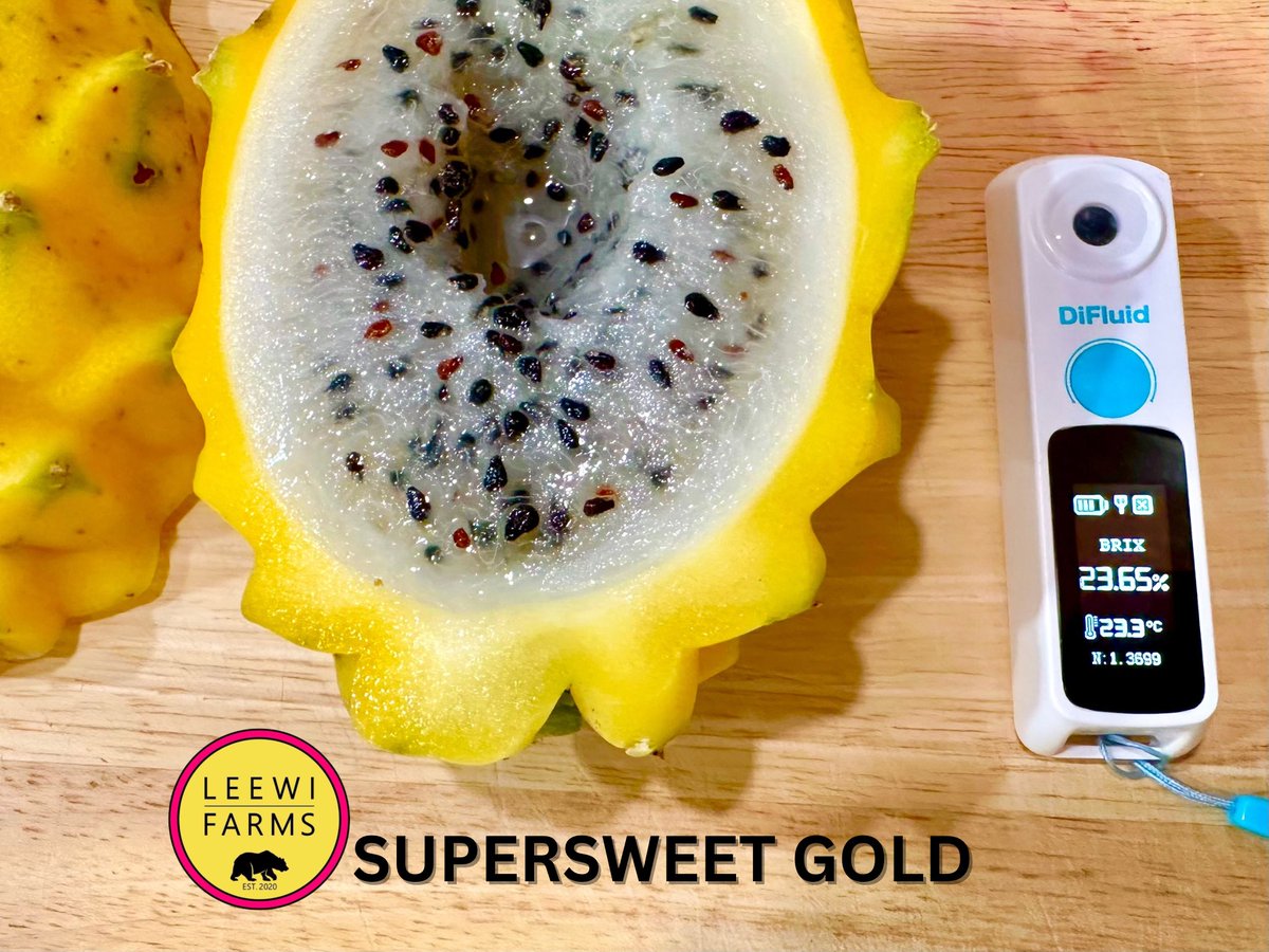 leewifarms's tweet photo. Harvested CFA Supersweet Gold in SoCal this morning. Largest weighed 1 lb 15 oz! Sweetness off the charts at Brix 23.65. All seeds went to harvesting since the fruit was pollinated with A7 Official × Nectar Sunrise. Onward and upward 🔥 https://t.co/hlXKZY07sF