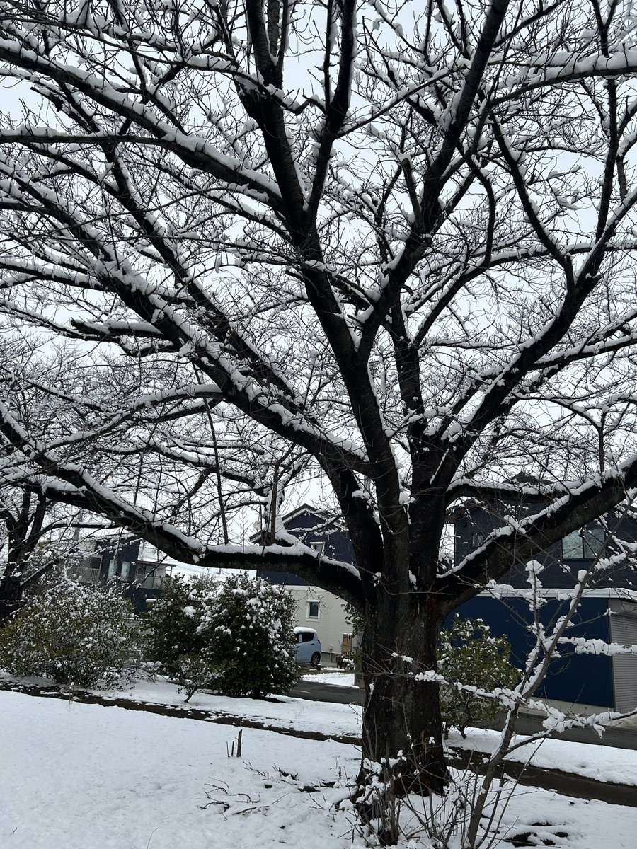 Curo962's tweet photo. 苦しかったこと、つらかったことばかり思い出されてしまう人生だったけど、こういう景色を見られることに幸せを感じられる人生でもありたい。
 #冬の景色
 #雪景色
 #雪の華 https://t.co/2SHpQHHn4E