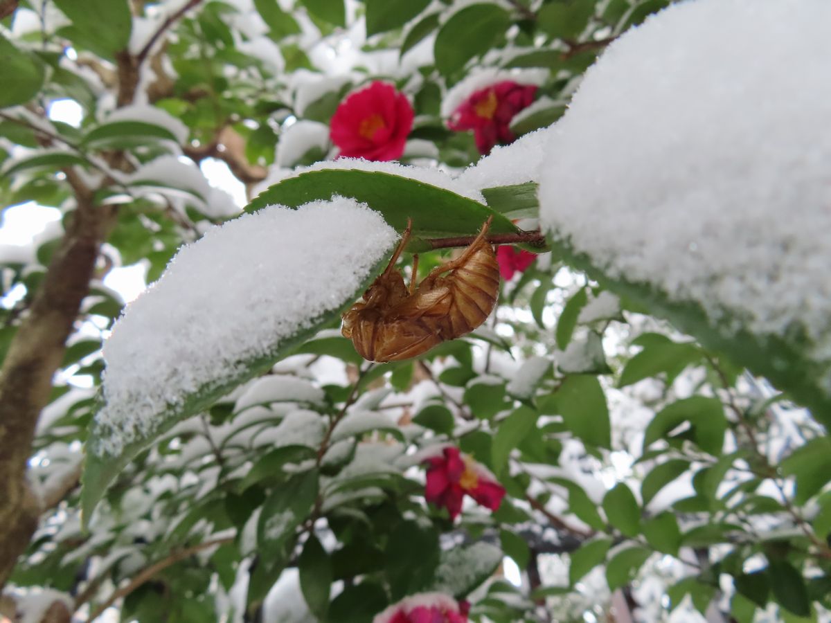 hotkuma's tweet photo. 雪がようやくひと段落。殿ケ谷戸庭園をのぞくと、くだんの「蝉」が  まだまだ頑張っておられました。
＃殿ケ谷戸庭園　＃セミの抜け殻 https://t.co/LlTAwjYALc