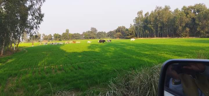 आज सुबह गांव जाना हुआ तो देखा ग्रामवासी आवारा पशुओं से अपनी फसलों को बचा रहें हैं
आवारा पशु बहुत बड़ी समस्या बन चुके हैं।