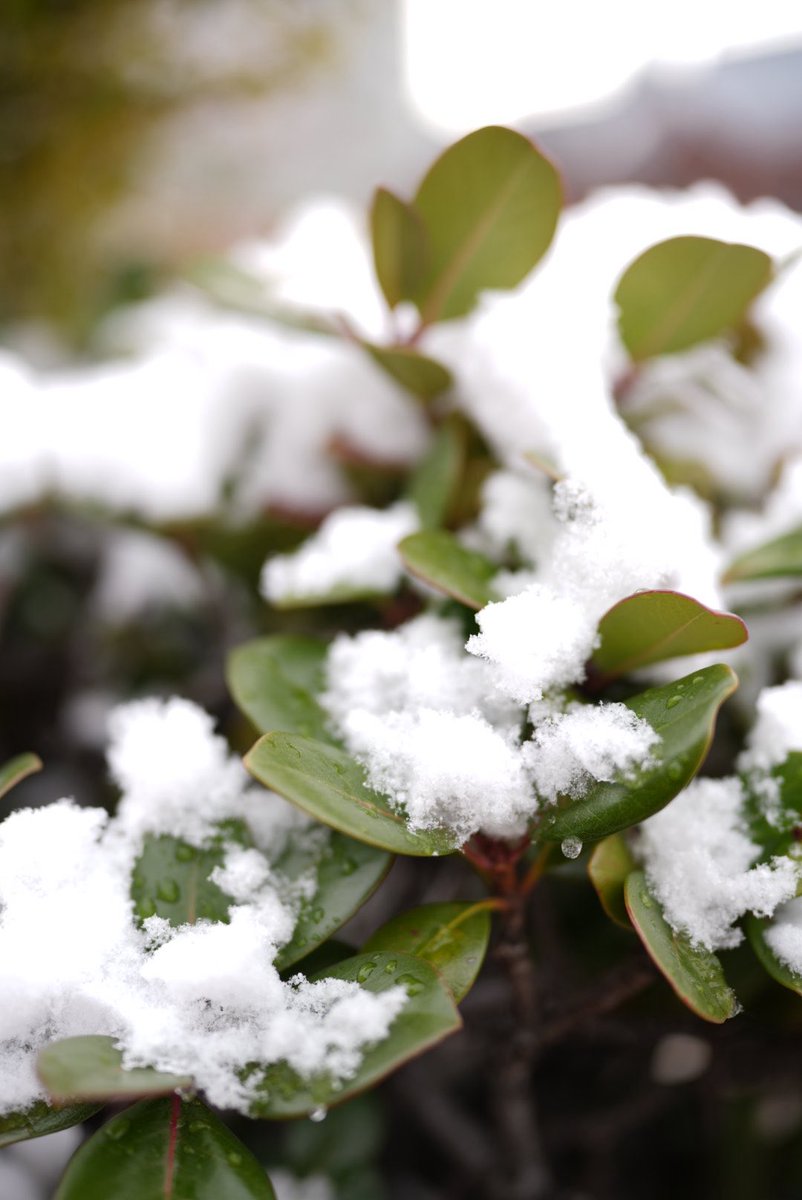 7inch_org's tweet photo. 吹雪いている時に限って外出

緊張の2日間が終わったので帰って作業するー！

2月忙しすぎてもうモンスターも効きません
どうしよぅ https://t.co/Xs30TNLJvo