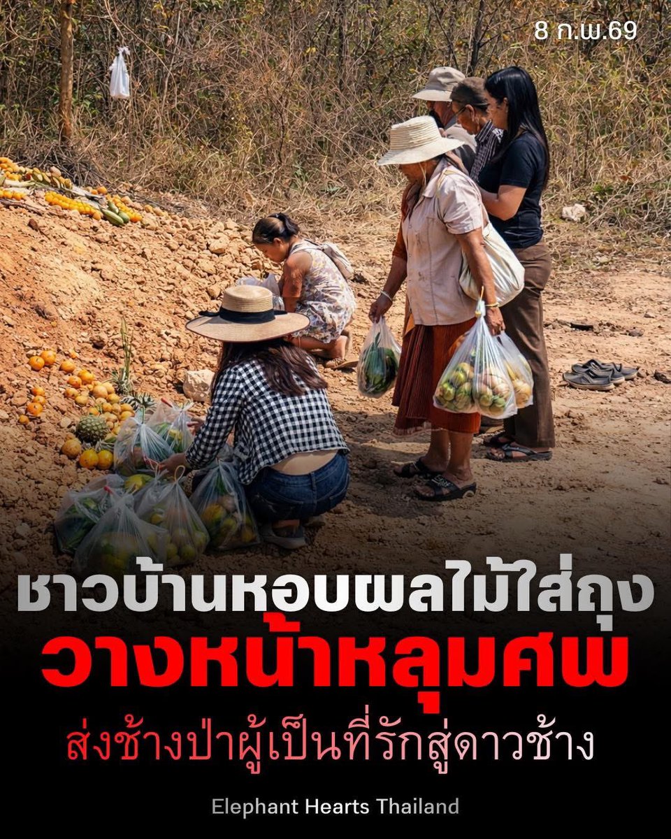 ชาวบ้าน “ อ.หนองปรือ ขอนแก่น ” เดินทางเอาผลไม้มาให้หูพับ เพื่อแสดงความไว้อาลัยครั้งสุดท้าย เพื่อฝากผลไม้ไปให้กินบนดาวช้าง เพราะหูพับเป็นเหมือนสมาชิกคนหนึ่งในชุมชน นี่คือความคิดของชาวบ้านจีงๆ ที่แตกต่างจากสันดานคนใน อ.สีเลือด โดยเฉพาะพวกเจ้าของรีสอร์ท เจ้าของกิจการในป่า
#สีดอหูพับ