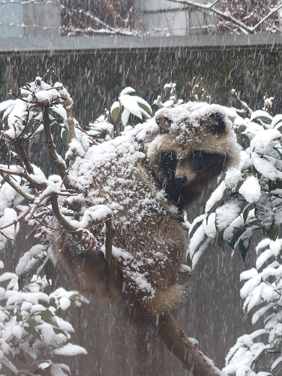 Cheng-Ren🦊🐺 tweet media