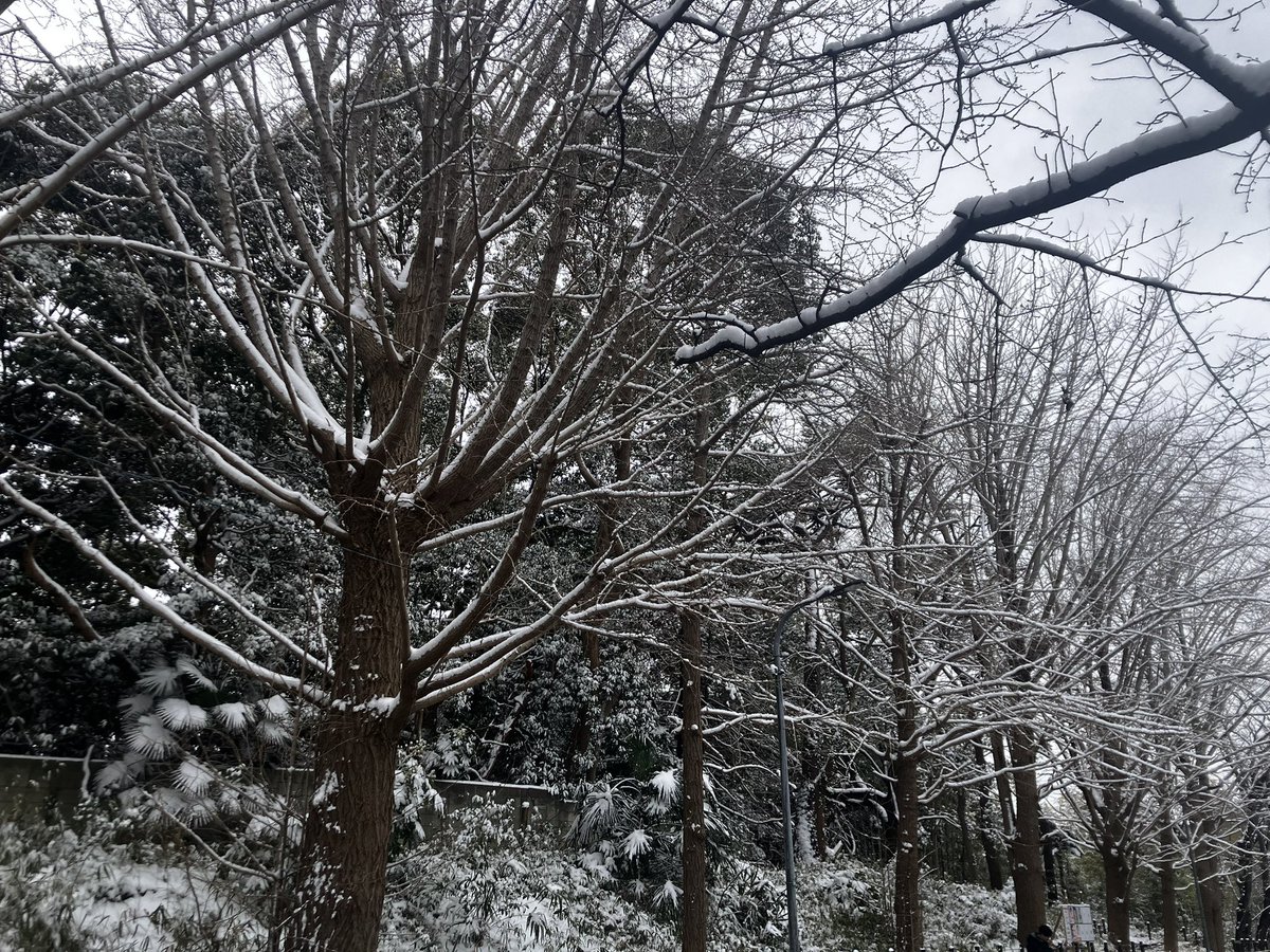 選挙に行ってきました。
雪景色きれい☃️