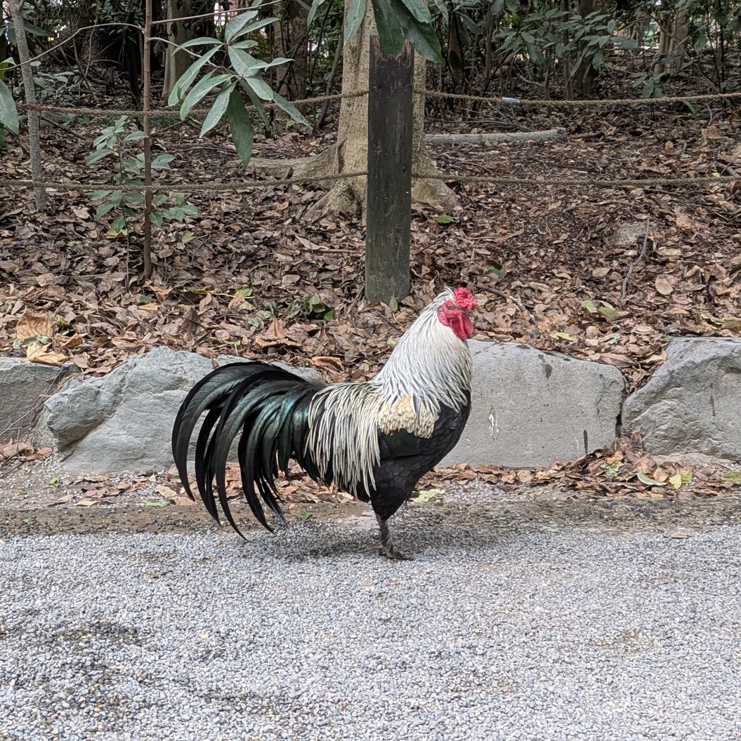 熱田神宮😀
先日の秀吉兄弟で見た、桶狭間勝利記念の『信長塀』🐯

本殿は、元旦のこんぴらさんより人多くて…御神印は諦めた🦥