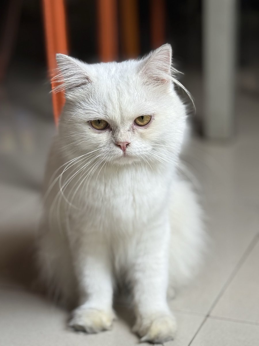 DemonyoAnghel's tweet photo. Artemis โค๏ธ Luna
#furdaddy https://t.co/5pl4JkD1cD
