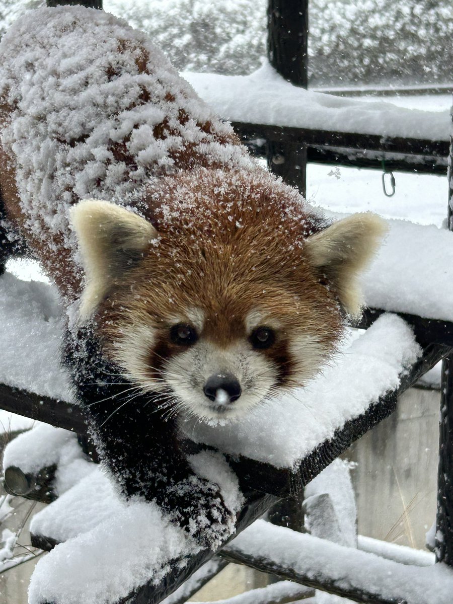 てけてけ (@teke103) / Posts / X