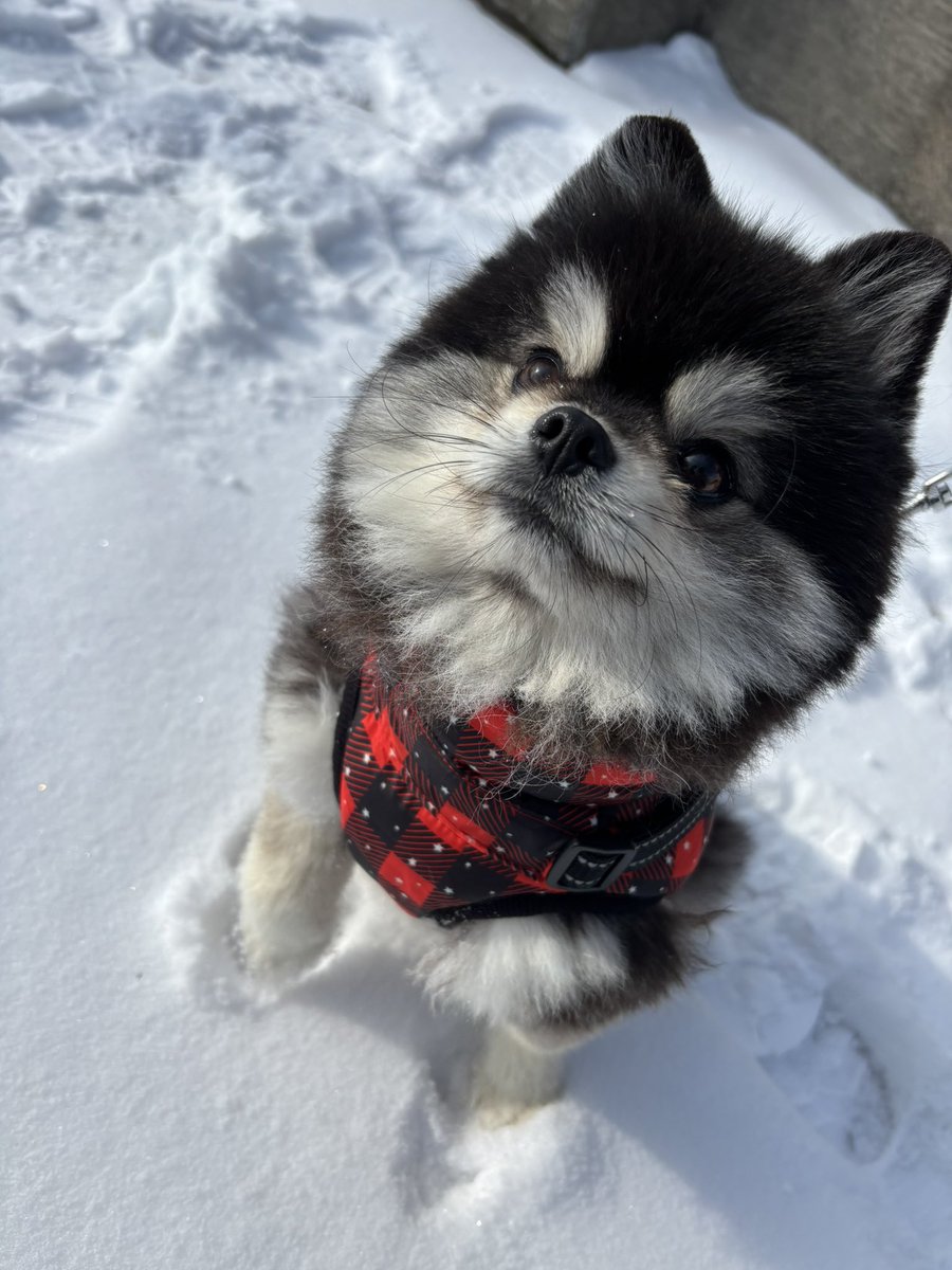 naaasan3000's tweet image. お散歩の後は〰️人間布団でマッタリ🐶