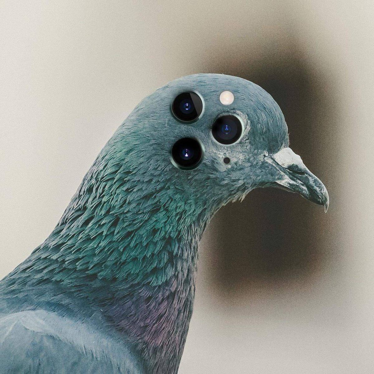 Just found a iBird Pro Max, bro's spying UHD $birds