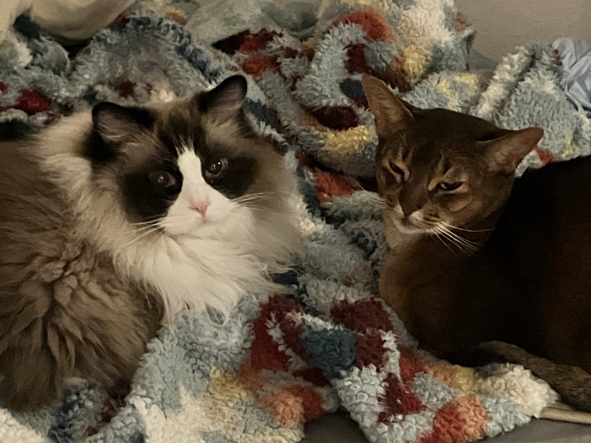 2026.02.22（Sun.）
今年一発目のララビは猫の日🐈✨

誰かの心には
たぶん刺さります。たぶん....
（あ、懐かしい。聞いたことある？知らないけどこの曲好き〜ってなったら🙌）

そんなチョイスで
みなさまお待ちしております🎧✨
<a href="/LL758VENUS/">LALA VENUS</a>