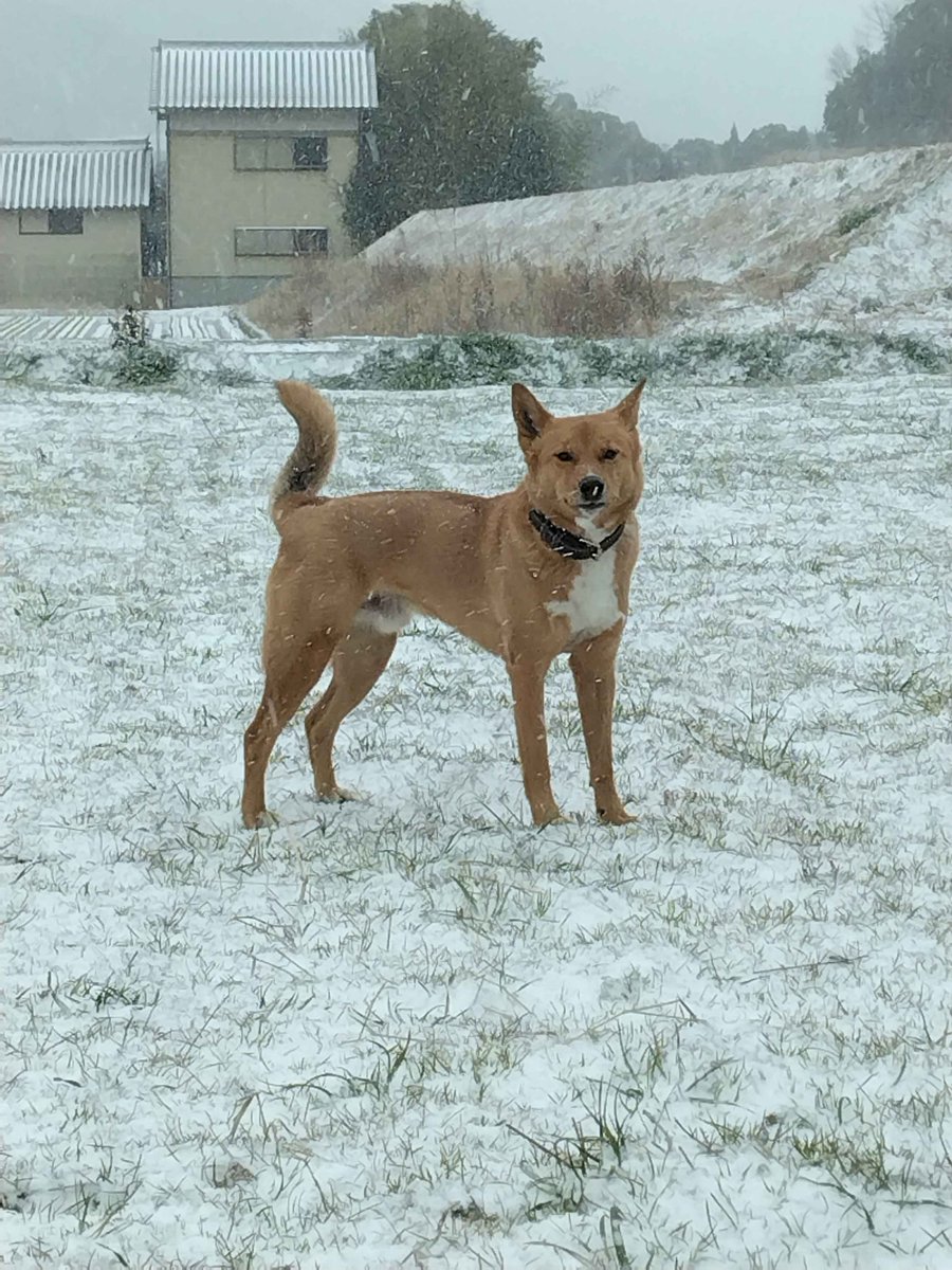 VIP0721's tweet photo. 初めての雪 https://t.co/x4npZj6d70
