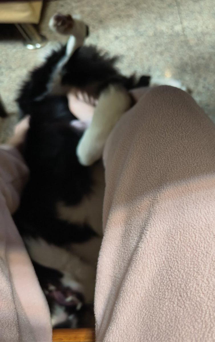 很失控但很可愛的小狗暖腳墊♡