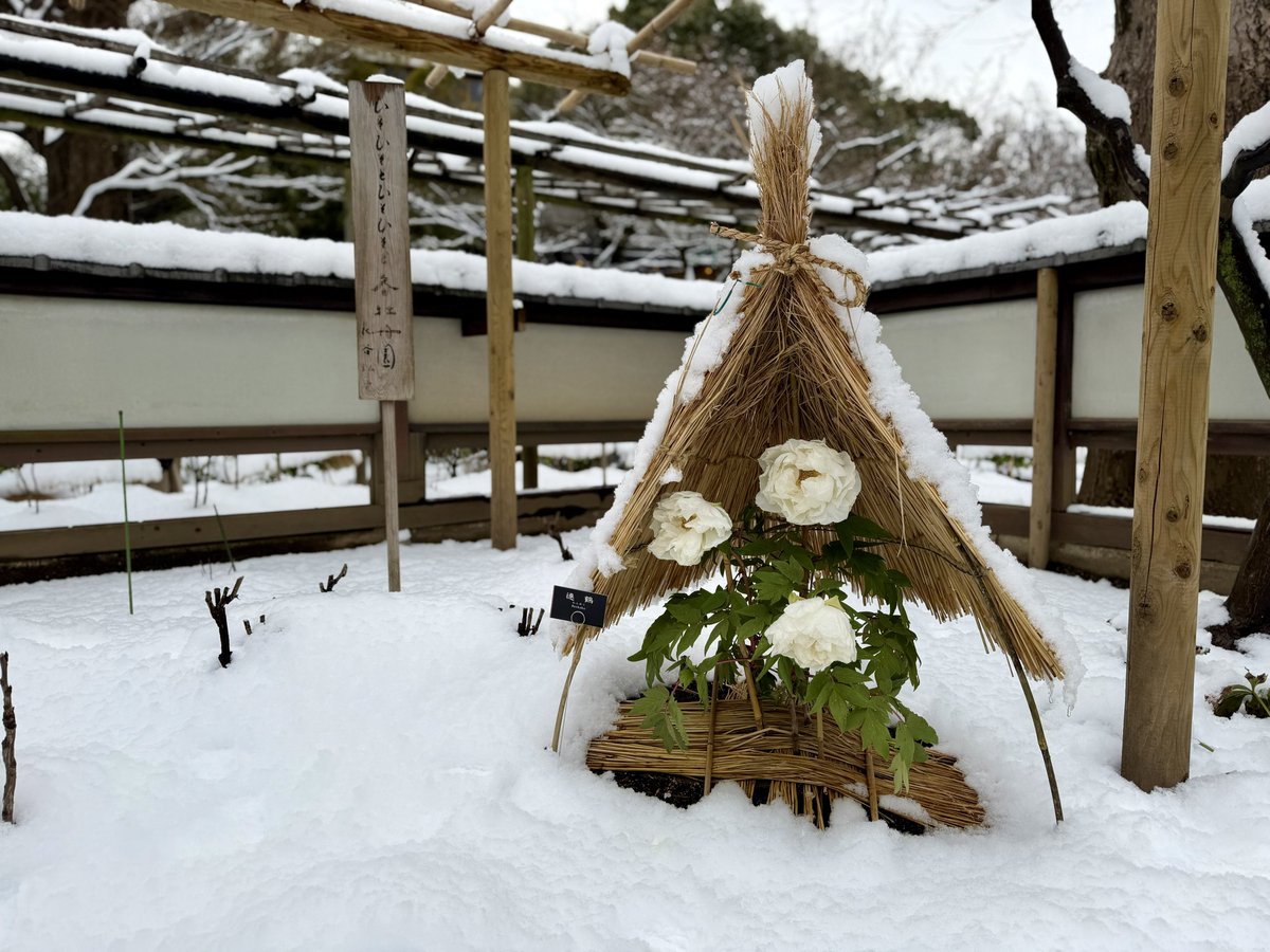 uenokuromon's tweet photo. 上野東照宮ぼたん苑で雪除けになっている藁ぼっちが見れて感動した… https://t.co/FC94GoEsKg