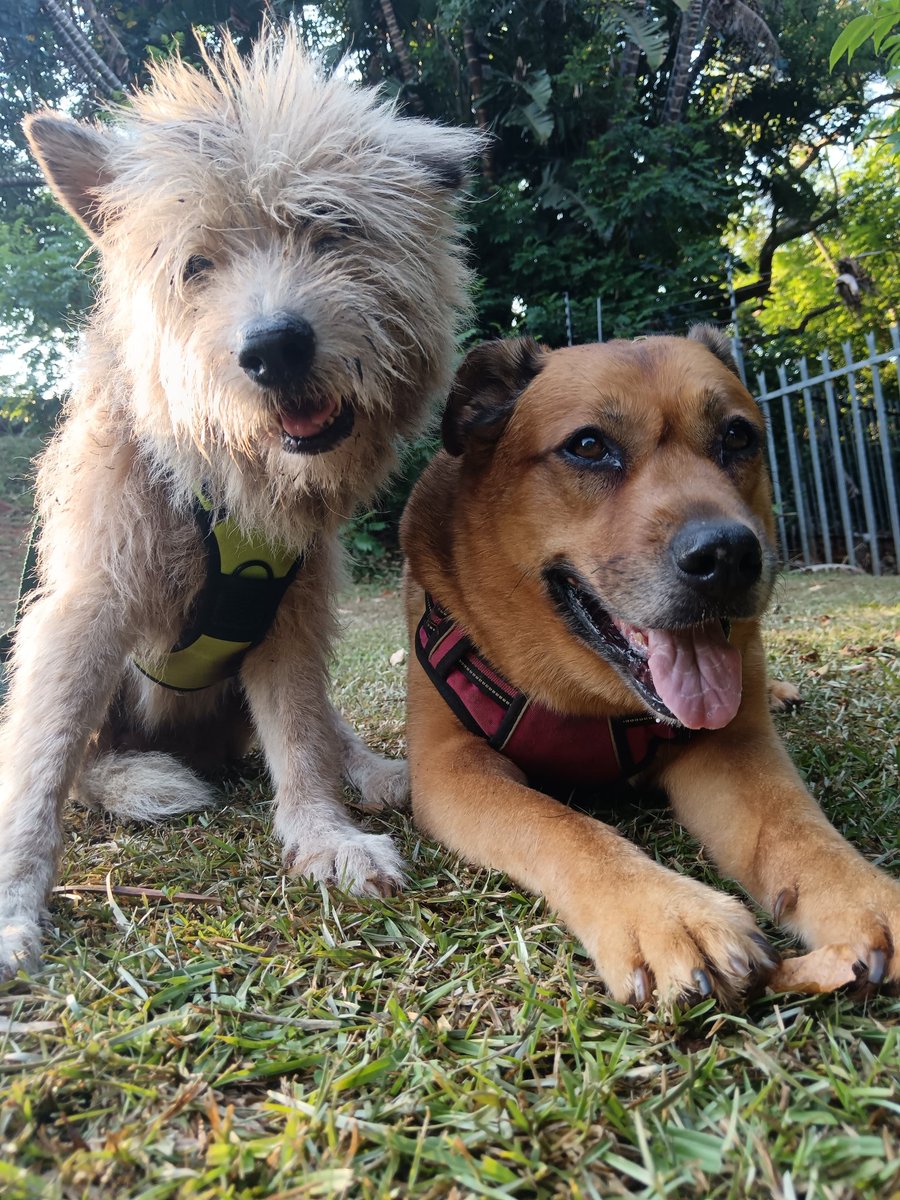 ladydebidebz1's tweet image. And Pawfies!
#MakingMemories
#ParkTime
#SpecialTime
#PawPatrol
#GottaLoveTheFurries
#GoMonty