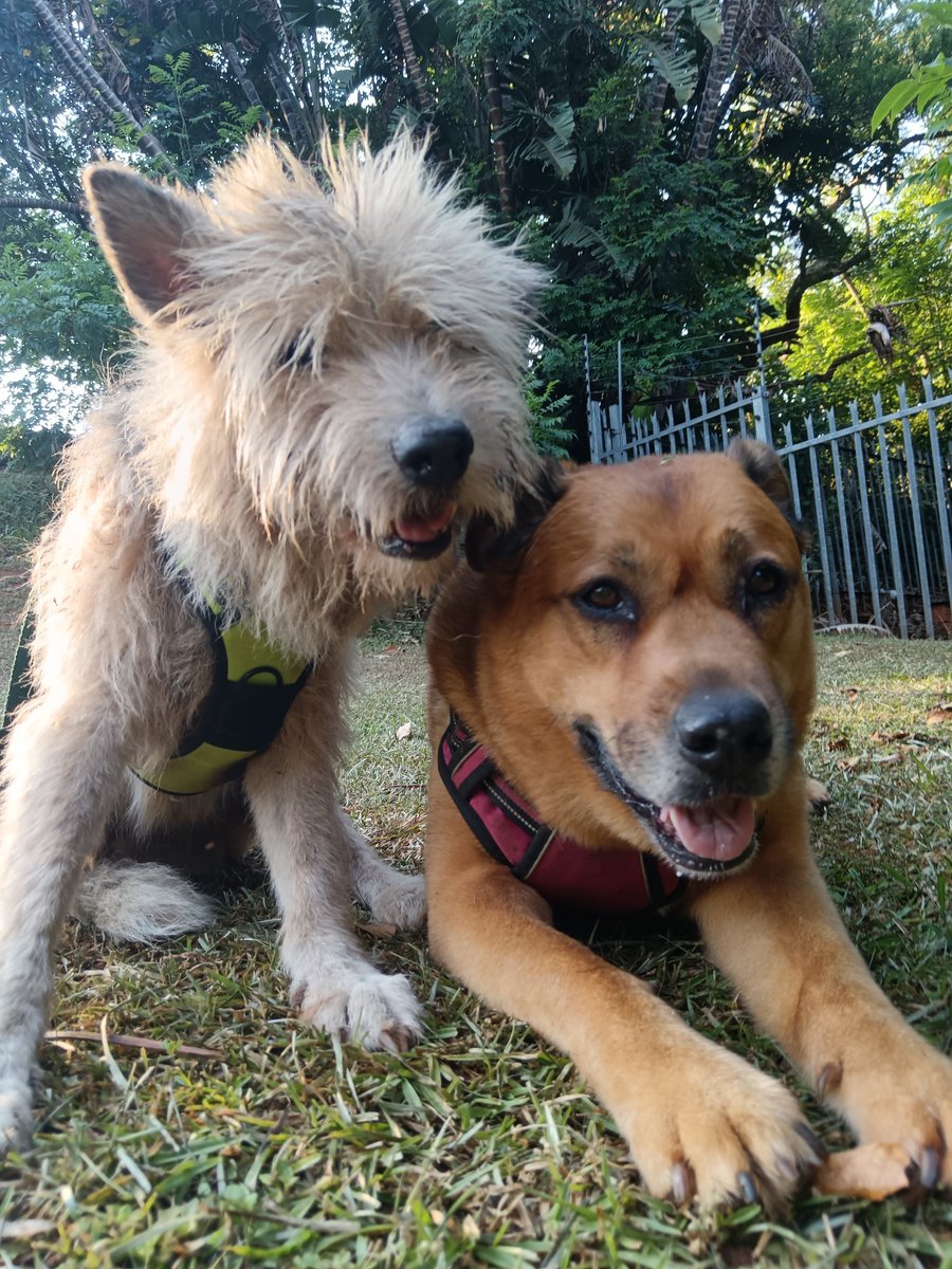 ladydebidebz1's tweet image. And Pawfies!
#MakingMemories
#ParkTime
#SpecialTime
#PawPatrol
#GottaLoveTheFurries
#GoMonty