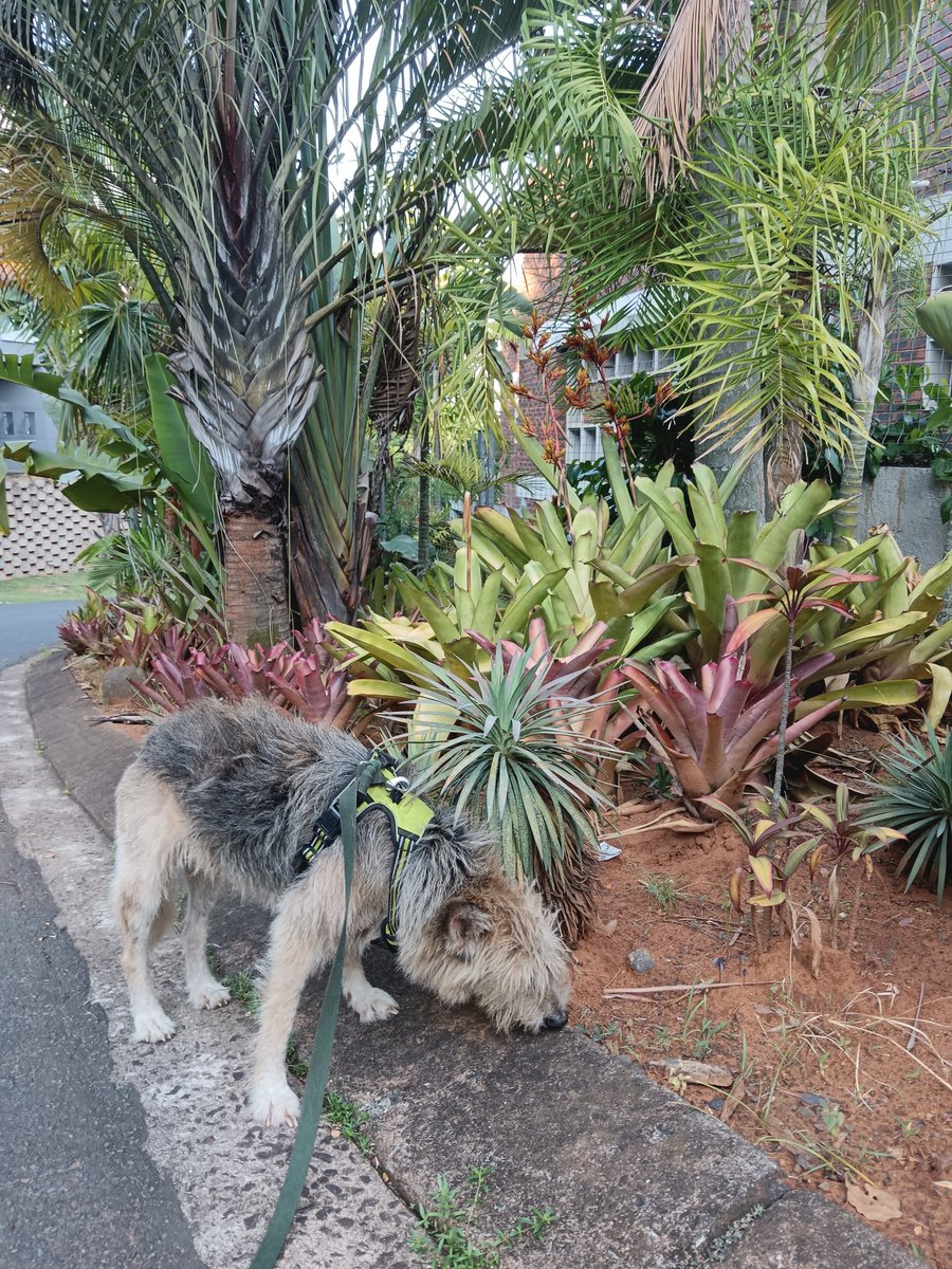 ladydebidebz1's tweet image. And Pawfies!
#MakingMemories
#ParkTime
#SpecialTime
#PawPatrol
#GottaLoveTheFurries
#GoMonty