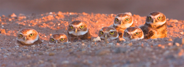 MethylatedXanthines tweet media