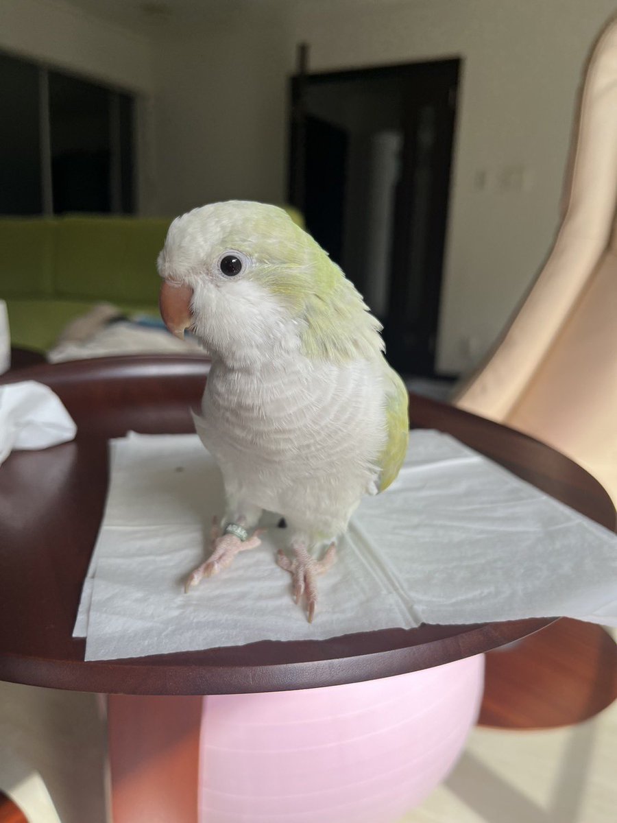 PETHELP1997's tweet photo. ⚠️【インコを探しています】⚠️ 拡散希望⚠️

日時・2月8日から迷子インコ

場所・千葉県・松戸市・馬橋

名前・よもぎちゃん

情報　全長30センチ程・緑と白色(オキナインコ)

特徴・警戒心強い・手乗りする・口笛吹くと返事します

見かけたらご連絡お願いします🙌

#迷子鳥 #インコ #ペット探偵 #猫探偵 #迷子ペット #拡散希望 #千葉県 #松戸市 #馬橋